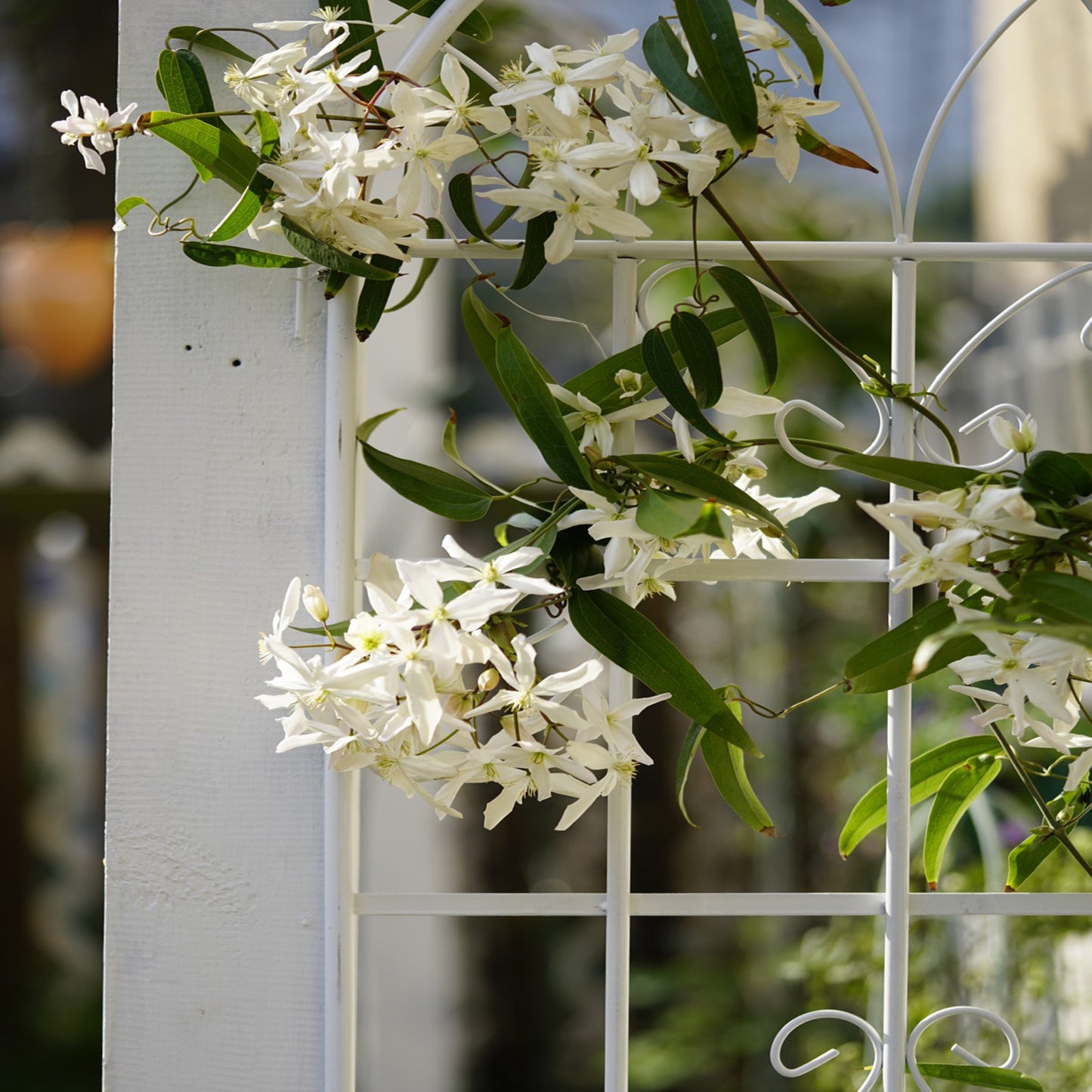 4 Pack Metal Garden Trellis 71" x 19.7" Rustproof Trellis for Climbing Plants Outdoor Flower Support Cream White